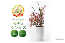 【観葉植物】ぺディランサス(ダイギンリュウ) 60cm～80cm(Green Farm M/016-1953) ※北海道・沖縄・離島配送不可※ 南国鹿児島県で育った 観葉植物！植物 鉢付 インテリア 室内 オフィス おしゃれ プレゼント ギフト 開店祝い 移転祝い マイナスイオン