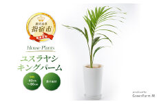 【観葉植物】ユスラヤシ キングパーム 60cm～80cm(Green Farm M/016-1955) ※北海道・沖縄・離島配送不可※ 南国鹿児島県で育った 観葉植物！植物 鉢付 インテリア 室内 オフィス おしゃれ プレゼント ギフト 開店祝い 移転祝い マイナスイオン