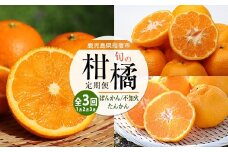 【全３回定期便】みかん尽くし定期便(迫田果樹園/Z035-1868) ぽんかん 不知火 ( しらぬい ) たんかん みかん フルーツ 柑橘 旬 果物 いぶすき 指宿 鹿児島 開聞 完熟 果実 春