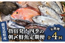 【全４回定期便】指宿発！四季の朝〆 鮮魚 定期便 (指宿山川水産/Z-066) 菜の花かんぱち ぶり お試しセット 合計 11.5㎏ 魚介 魚 漁師 いぶすき 鹿児島