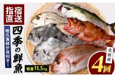 【全４回定期便】指宿発！四季の朝〆 鮮魚 定期便 (指宿山川水産/Z-066) 菜の花かんぱち ぶり お試しセット 合計 11.5㎏ 魚介 魚 漁師 いぶすき 鹿児島