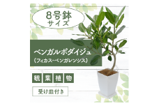 【観葉植物】ベンガルボダイジュ(フィカス・ベンガレンシス)8号(Green Base/027-1477) 南国鹿児島県で育った 観葉植物！植物 鉢付 インテリア 室内 オフィス おしゃれ マイナスイオン【配送不可地域：北海道・沖縄県・離島】