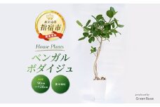 【観葉植物】ベンガルボダイジュ(フィカス・ベンガレンシス) 90cm～120cm (Green Base/027-1477) 南国鹿児島県で育った 観葉植物！植物 鉢付 インテリア 室内 オフィス おしゃれ マイナスイオン【配送不可地域：北海道・沖縄県・離島】