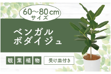 【観葉植物】ベンガルボダイジュ(フィッカス・ベンガレンシス)60cm～80cm(Green Base/014-1478) 南国鹿児島県で育った 観葉植物！植物 鉢付 インテリア 室内 オフィス おしゃれ プレゼント ギフト 開店祝い 移転祝い マイナスイオン【配送不可地域：北海道・沖縄県・離島】
