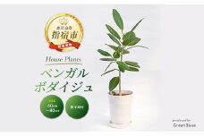 【観葉植物】ベンガルボダイジュ(フィッカス・ベンガレンシス)60cm～80cm(Green Base/014-1478) 南国鹿児島県で育った 観葉植物！植物 鉢付 インテリア 室内 オフィス おしゃれ プレゼント ギフト 開店祝い 移転祝い マイナスイオン【配送不可地域：北海道・沖縄県・離島】