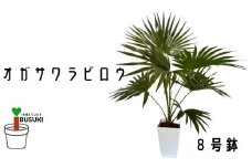 【観葉植物】オガサワラビロウ8号(Green Base/035-1384) 南国鹿児島県で育った 観葉植物！植物 鉢付 インテリア 室内 オフィス おしゃれ マイナスイオン【配送不可地域：北海道・沖縄県・離島】