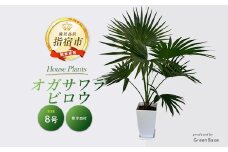 【観葉植物】オガサワラビロウ8号(Green Base/035-1384) 南国鹿児島県で育った 観葉植物！植物 鉢付 インテリア 室内 オフィス おしゃれ マイナスイオン【配送不可地域：北海道・沖縄県・離島】