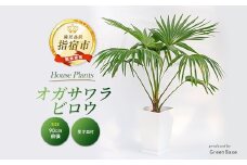 【観葉植物】オガサワラビロウ8号(Green Base/035-1384) 南国鹿児島県で育った 観葉植物！植物 鉢付 インテリア 室内 オフィス おしゃれ マイナスイオン【配送不可地域：北海道・沖縄県・離島】