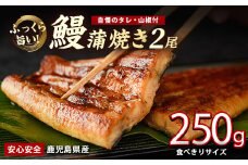 【鹿児島県産】うなぎ蒲焼じっくり焼き約125g×2尾 化粧箱入り(大新/012-2001) 化粧箱入り 鰻 ウナギ 蒲焼 国産 丑の日 うな重 無頭 ギフト プレゼント 贈り物 贈答