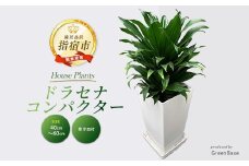 【観葉植物】ドラセナ・コンパクター40cm～60cm(Green Base/014-1439) 南国鹿児島県で育った 観葉植物！植物 鉢付 インテリア 室内 オフィス おしゃれ プレゼント ギフト 開店祝い 移転祝い マイナスイオン【配送不可地域：北海道・沖縄県・離島】