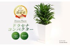 【観葉植物】ドラセナ・コンパクター40cm～60cm(Green Base/014-1439) 南国鹿児島県で育った 観葉植物！植物 鉢付 インテリア 室内 オフィス おしゃれ プレゼント ギフト 開店祝い 移転祝い マイナスイオン【配送不可地域：北海道・沖縄県・離島】