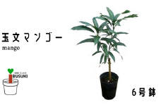 【観葉植物】玉文(ぎょくぶん)マンゴー苗木6号ポット 3～4年生苗木(前園植物園/030-1505)【配送不可地域：北海道・沖縄県・離島】