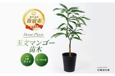 【観葉植物】玉文(ぎょくぶん)マンゴー苗木6号ポット 3～4年生苗木(前園植物園/030-1505)【配送不可地域：北海道・沖縄県・離島】