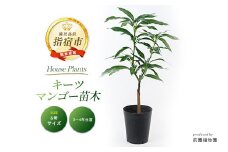【観葉植物】キーツマンゴー苗木6号ポット 3～4年生苗木(前園植物園/030-1394) 観葉植物 植物 鉢付 インテリア 室内 オフィス おしゃれ プレゼント ギフト 開店祝い 移転祝い マイナスイオン【配送不可地域：北海道・沖縄県・離島】
