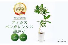 【観葉植物】フィカス・ベンガレンシス曲がり70cm～90cm(鎌ヶ迫園芸場/014-1466) 観葉植物 植物 鉢付 インテリア 室内 オフィス おしゃれ プレゼント ギフト 開店祝い 移転祝い マイナスイオン【配送不可地域：北海道・沖縄県・離島】