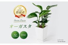 【観葉植物】オーガスタ50cm～70cm(Green Base/014-2051) 南国鹿児島県で育った 観葉植物！植物 鉢付 インテリア 室内 オフィス おしゃれ プレゼント ギフト 開店祝い 移転祝い マイナスイオン【配送不可地域：北海道・沖縄県・離島】