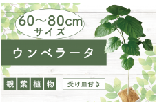 【観葉植物】ウンベラータ60cm～80cm(Green Base/014-1370) 南国鹿児島県で育った 観葉植物！植物 鉢付 インテリア 室内 オフィス おしゃれ プレゼント ギフト 開店祝い 移転祝い マイナスイオン【配送不可地域：北海道・沖縄県・離島】