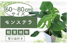 【観葉植物】モンステラ60cm～80cm (Green Base/015-1484) 南国鹿児島県で育った 観葉植物！植物 鉢付 インテリア 室内 オフィス おしゃれ プレゼント ギフト 開店祝い 移転祝い マイナスイオン【配送不可地域：北海道・沖縄県・離島】