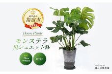 【観葉植物】モンステラ70cm～90cm/黒シュエット鉢(鎌ヶ迫園芸場/021-1487) 南国鹿児島県で育った 観葉植物！植物 鉢付 インテリア 室内 オフィス おしゃれ プレゼント ギフト 開店祝い 移転祝い マイナスイオン【配送不可地域：北海道・沖縄県・離島】