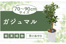 【観葉植物】ガジュマル70cm～90cm(鎌ヶ迫園芸場/016-1389) 観葉植物 植物 鉢付 インテリア 室内 オフィス おしゃれ プレゼント ギフト 開店祝い 移転祝い マイナスイオン【配送不可地域：北海道・沖縄県・離島】