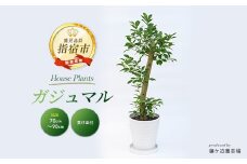 【観葉植物】ガジュマル70cm～90cm(鎌ヶ迫園芸場/016-1389) 観葉植物 植物 鉢付 インテリア 室内 オフィス おしゃれ プレゼント ギフト 開店祝い 移転祝い マイナスイオン【配送不可地域：北海道・沖縄県・離島】