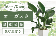 【観葉植物】オーガスタ50cm～70cm(Green Farm M/016-1380) 観葉植物 植物 鉢付 インテリア 室内 オフィス おしゃれ プレゼント ギフト 開店祝い 移転祝い マイナスイオン【配送不可地域：北海道・沖縄県・離島】
