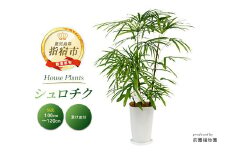 【観葉植物】シュロチク100cm～120cm(前園植物園/035-1419) 観葉 植物 インテリア 鉢植え グリーン 美しい 園芸 室内 リラックス おしゃれ 鹿児島 指宿 いぶすき シュロチク シュロ竹 育てやすい インテリアグリーン 風水 花言葉 向上心 思慮深い 受け皿付き 【配送不可地域：北海道・沖縄県・離島】