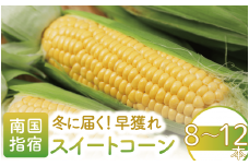 【2025年12月～発送】早獲れ スイートコーン 8～12本 冬に届く！温暖な気候とハウスで育ったあま～いとうもろこし(田中園芸/010-1797) とうもろこし コーン スイートコーン ハウス ハウス栽培 冬 野菜 サニーショコラ 産地直送 産直 農家直送 いぶすき 鹿児島 鹿児島県産 国産 温野菜