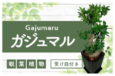 2026年4月中旬～発送【観葉植物】ガジュマル曲がり陶器鉢70cm～90cm(T＆P/045-1391) 観葉 植物 インテリア 鉢植え 鉢植 グリーン ガジュマル曲がり 自然 ナチュラル 美しい 清涼感 園芸 室内 オフィス 陶器 鉢 リラックス おしゃれ 鹿児島 指宿 いぶすき インテリアグリーン ガジュマル 風水【配送不可地域：北海道・沖縄県・離島】