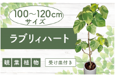 2026年9月上旬～発送【観葉植物】ラブリィハート100cm～120cmホワイト陶器鉢【農林水産省 品種登録】(T&P/077-1497) 観葉 植物 インテリア 鉢植え 鉢植 グリーン 自然 ナチュラル 美しい 清涼感 園芸 室内 オフィス リラックス おしゃれ 鹿児島 指宿 いぶすき インテリアグリーン ラブリィハート 風水【配送不可地域：北海道・沖縄県・離島】