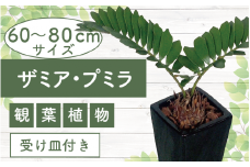 2026年6月中旬～発送【観葉植物】ザミア・プミラ60cm～80cmブラック陶器鉢/専用受け皿付き(T&P/025-1402) 観葉 植物 インテリア 鉢植え 鉢植 グリーン 自然 ナチュラル 美しい 清涼感 園芸 室内 オフィス リラックス おしゃれ 鹿児島 指宿 いぶすき インテリアグリーン ザミア・プミラ 風水【配送不可地域：北海道・沖縄県・離島】
