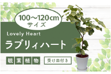 2026年9月上旬～発送【観葉植物】ラブリィハート100cm～120cm【農林水産省 品種登録】(T&P/077-1498) 南国鹿児島県で育った 観葉植物！植物 鉢付 インテリア 室内 オフィス おしゃれ プレゼント ギフト 開店祝い 移転祝い マイナスイオン【配送不可地域：北海道・沖縄県・離島】