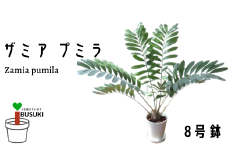2026年5月中旬～発送【観葉植物】 ザミア ・ プミラ80cm～100cm ホワイト鉢(専用受け皿付き)(T&P/035-1351) 観葉 植物 インテリア 鉢植え 鉢植 グリーン  ザミア ・ プミラ 自然 ナチュラル 美しい 清涼感 園芸 室内 オフィス リラックス おしゃれ 鹿児島 指宿 いぶすき インテリアグリーン【配送不可地域：北海道・沖縄県・離島】