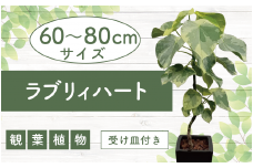 2026年9月上旬～発送【観葉植物】ラブリィハート60cm～80cm【農林水産省 品種登録】(T&P/055-1496) 観葉 植物 インテリア 鉢植え 鉢植 グリーン 自然 ナチュラル 美しい 清涼感 園芸 室内 オフィス リラックス おしゃれ 鹿児島 指宿 いぶすき インテリアグリーン ラブリィハート 風水【配送不可地域：北海道・沖縄県・離島】