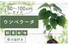 2026年5月中旬～発送【観葉植物】フィカス・ウンべラータ80cm～100cm陶器鉢(T＆P/045-1455) 南国鹿児島県で育った 観葉植物！植物 鉢付 インテリア 室内 オフィス おしゃれ プレゼント ギフト 開店祝い 移転祝い マイナスイオン【配送不可地域：北海道・沖縄県・離島】