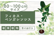 2026年1月中旬～発送【観葉植物】フィカス・ベンガレンシス80cm～100cm丸ロング陶器鉢(T&P/035-1464) 南国鹿児島県で育った 観葉植物！植物 鉢付 インテリア 室内 オフィス おしゃれ プレゼント ギフト 開店祝い 移転祝い マイナスイオン【配送不可地域：北海道・沖縄県・離島】