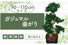 2026年4月下旬～発送【観葉植物】ガジュマル曲がり90cm～110cm 大鉢(T&P/110-1390) 観葉 植物 インテリア 鉢植え 鉢植 グリーン ガジュマル曲がり 自然 ナチュラル 美しい 清涼感 園芸 室内 オフィス 大鉢 リラックス おしゃれ 鹿児島 指宿 いぶすき インテリアグリーン ガジュマル 風水【配送不可地域：北海道・沖縄県・離島】