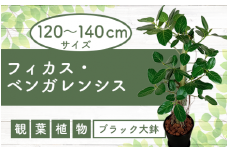 2026年1月中旬～発送【観葉植物】フィカス・ベンガレンシス 一本立ち120cm～140cm ブラック大鉢(T&P/110-1458) 観葉植物 植物 鉢付 インテリア 室内 オフィス おしゃれ プレゼント ギフト 開店祝い 移転祝い マイナスイオン【配送不可地域：北海道・沖縄県・離島】