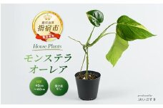 【観葉植物】モンステラ・オーレア 40cm～60cm(JAいぶすき/042-2024) 観葉植物 植物 グリーン 鉢 おしゃれ 大型 インテリア 室内 開店祝い 新築祝い 引越し祝い オフィス ギフト マイナスイオン モンステラ 斑入り 【配送不可地域：北海道・沖縄県・離島】