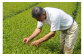 使用茶葉（一～二番茶芽）には、農薬を使用しない減農薬農法を採用しています。
