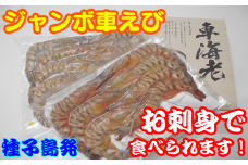 種子島 産 ジャンボ 車えび 生食用 ( プロトン 冷凍 車海老 ・ 化粧箱 入り）　NFN110【600pt】 // 生食用冷凍 プロトン冷凍 活き〆 ハイブリット技術 黒潮 産地直送 プリプリ 安全 美味しい  