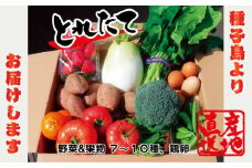 種子島 発！旬の 野菜 と 果物 と 鶏卵 セット　NFN194 【350pt】 旬 新鮮 玉子 セット 安納芋 ニガダケ 生落花生 パッションフルーツ たまご 産地直送