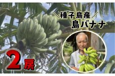 種子島 園田 バナナ園 北限の 国産 露地 バナナ 2房　NFN250【375pt】 // 国産バナナ 露地物 小笠原種 希少 珍しい バナナベルト地帯 露地栽培 強い甘み 酸味 北緯30度 オリジナルバナナ箱 