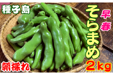 種子島 早春 そらまめ 農園のむさん 2kg　NFN299【350pt】