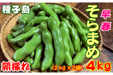 種子島 早春 そらまめ 農園のむさん 4kg　NFN300【600pt】