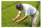 使用茶葉（一～二番茶芽）には、農薬を使用しない減農薬農法を採用しています。