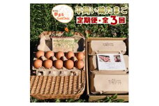 【３か月定期便】種子島 夢まるガーデン 平飼い 産み立て たまご 60個 ×３回分　NFN477 【1500pt】 こだわり ３か月連続 玉子 たまご 卵 毎日牧草 発酵飼料 観察・ふれあい 生みたて 産みたて