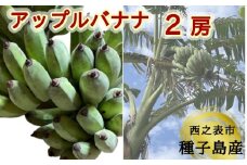 種子島 産 園田バナナ園 アップルバナナ ( 島バナナ ) 2房　NFN529【450pt】 // 国産バナナ 露地物 希少 珍しい バナナベルト地帯 露地栽培 北緯30度 オリジナルバナナ箱 りんごの風味 爽やかな香り モチモチ食感 フレッシュな香り  