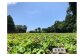 種子島の太陽、空気、海からのミネラルたっぷりの風を受けて育っています！