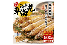 < 季節限定 > 種子島 産 活 車えび ( 活き 車海老 ) 500g 配送日指定　NFN086【600pt】